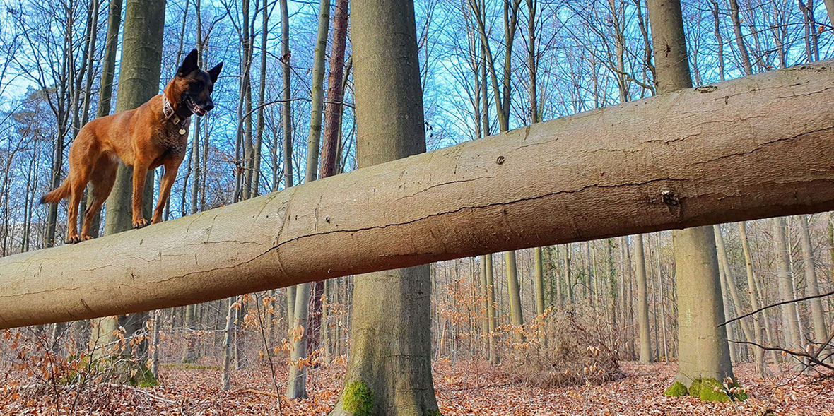 Mallinois Jelle auf Baumstamm im Wald